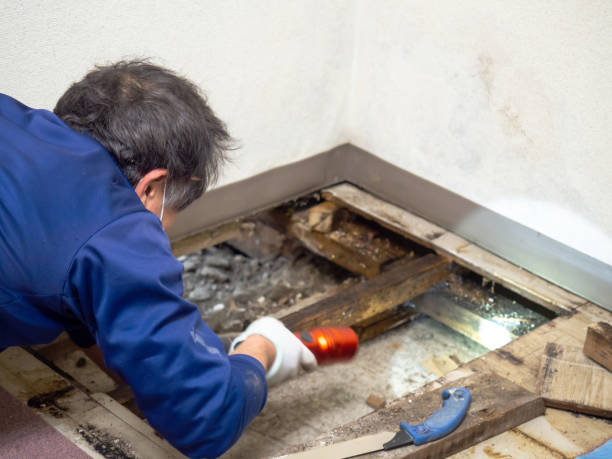 Best Mold Removal and Inspection  in Pearson, GA