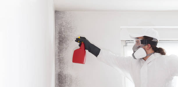 Best Same-Day Mold Removal  in Pearson, GA